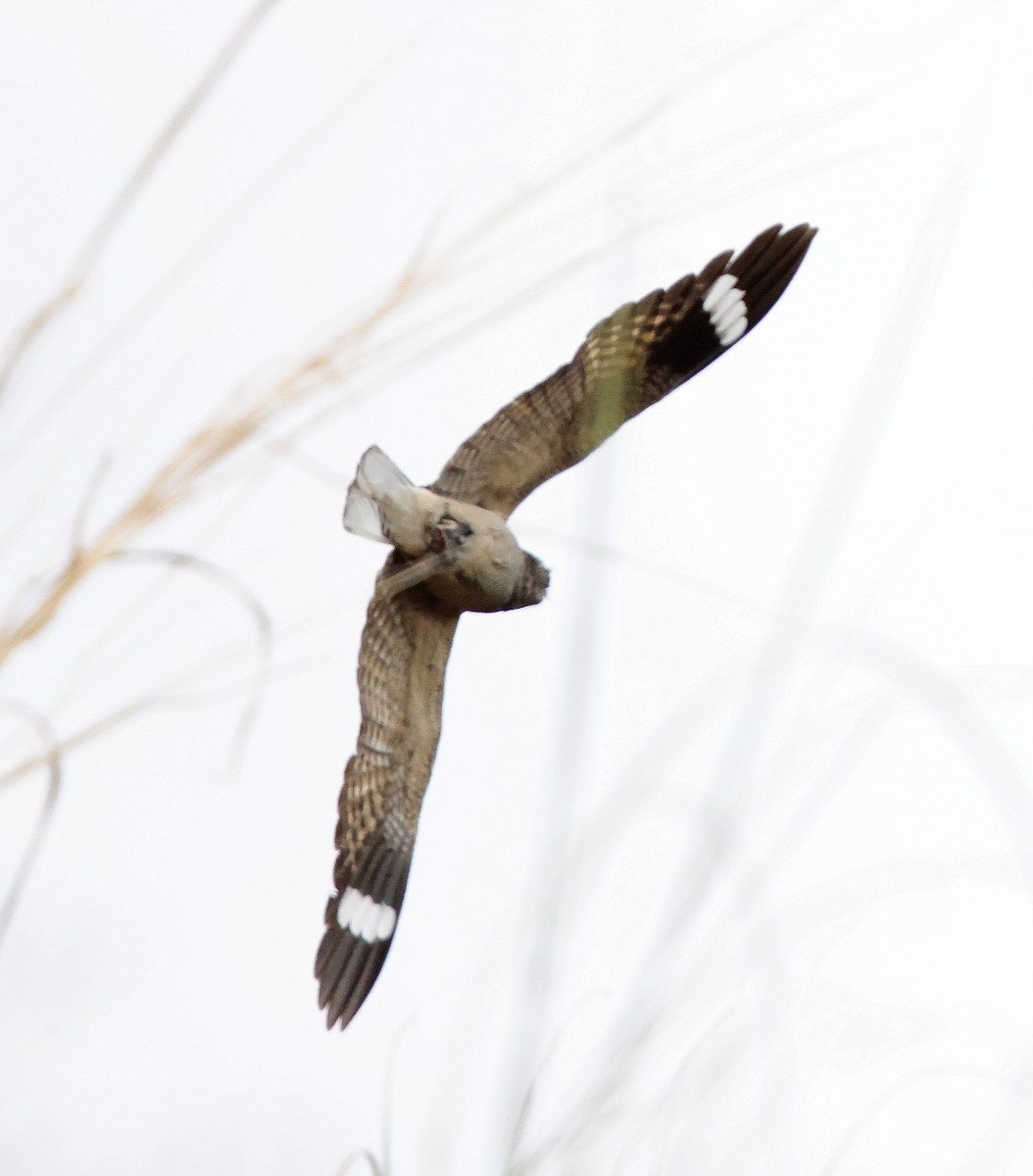 Chirruping Nightjar - ML636819685