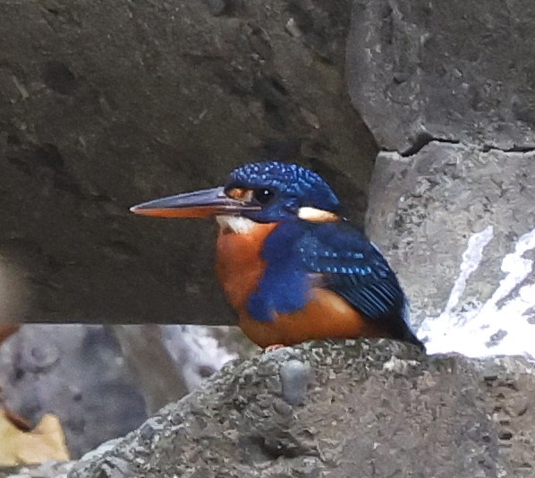 Indigo-banded Kingfisher - ML636819698