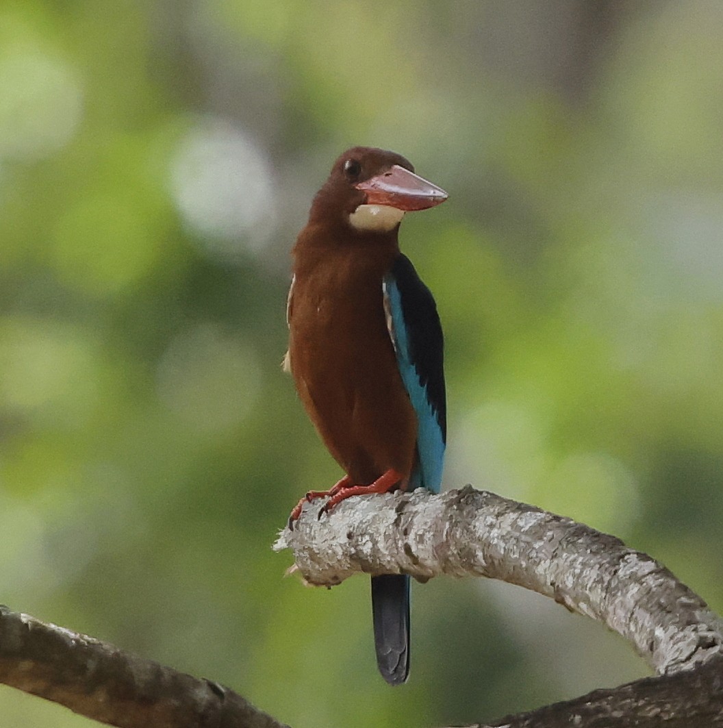 Brown-breasted Kingfisher - ML636819701