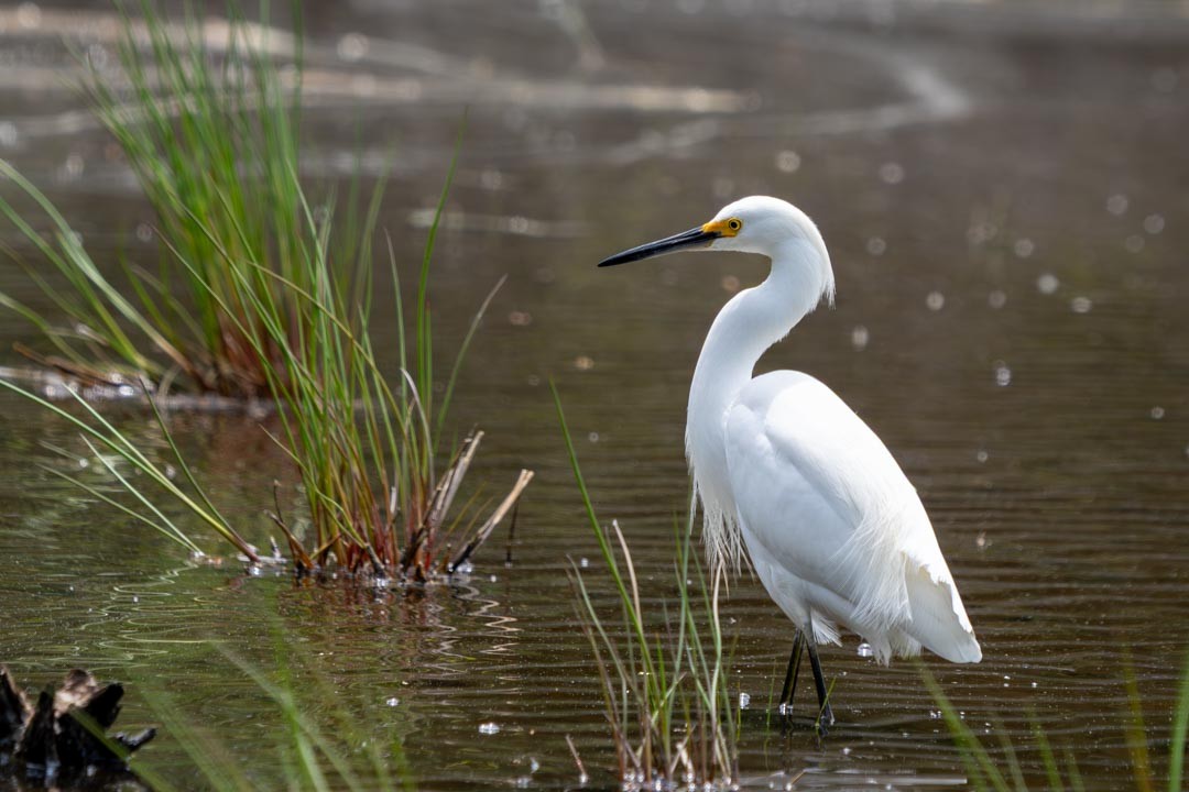 Snowy Egret - ML636819710