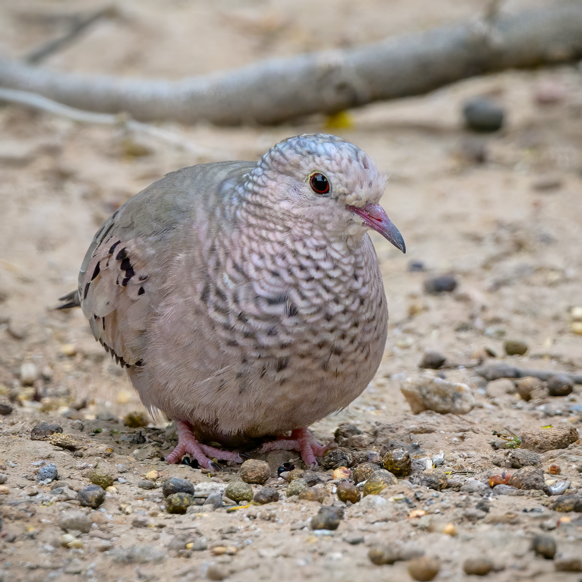 Common Ground Dove - ML636819727