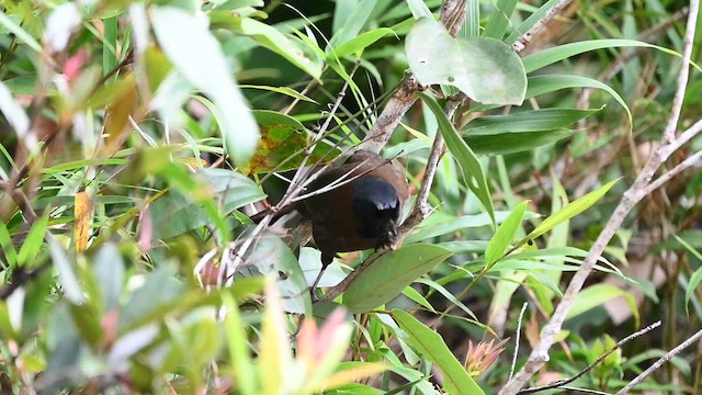 Black-throated Laughingthrush (Hainan) - ML636819740