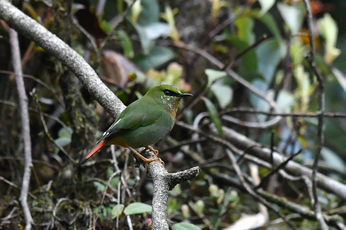 Timalí Melero - ML636819852