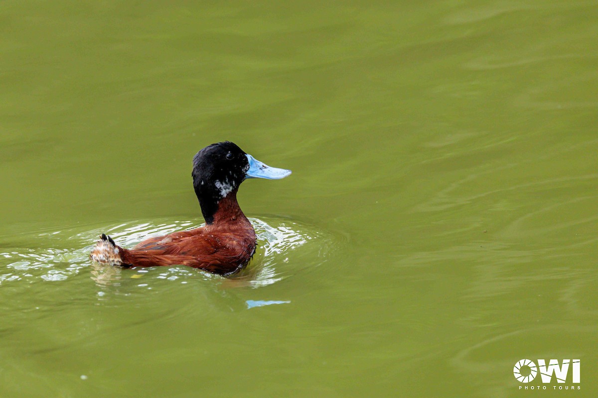 Andean Duck (ferruginea) - ML636819944