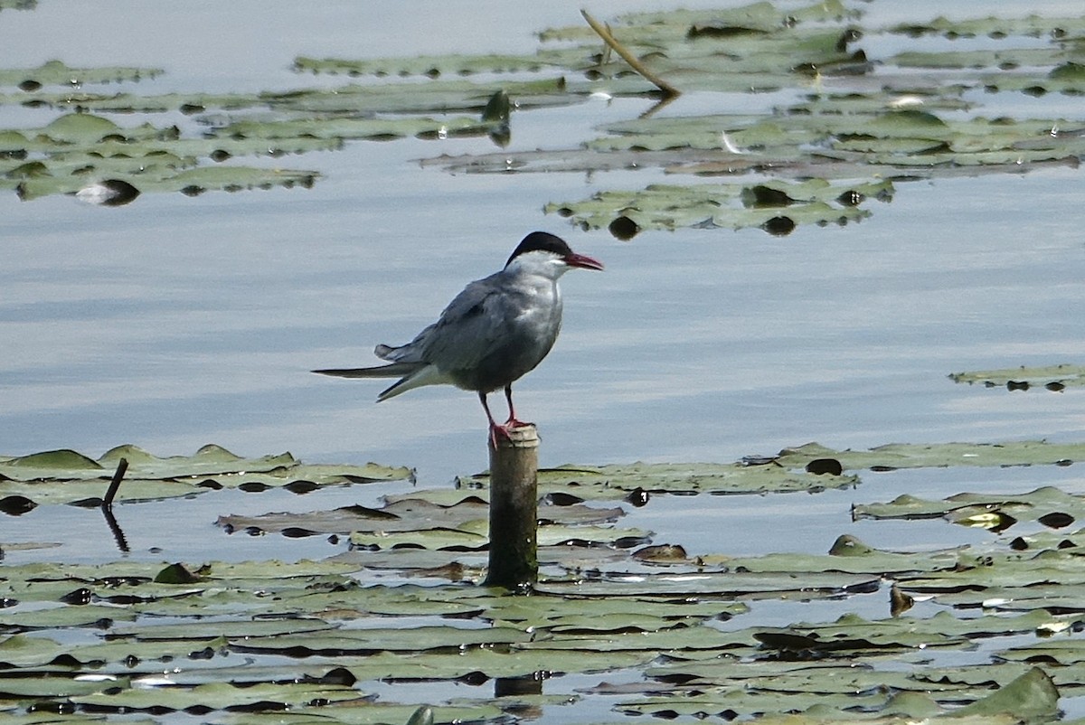 Крячок білощокий - ML636819959