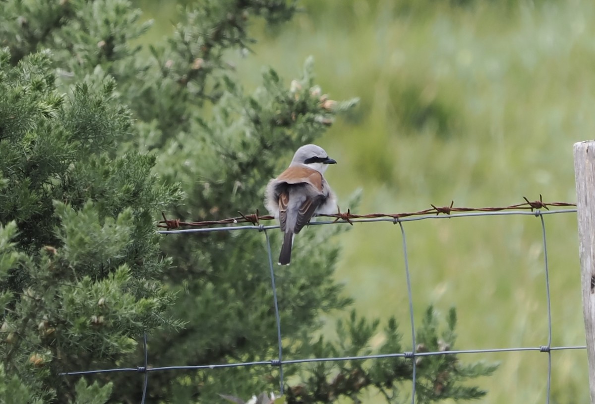 Red-backed Shrike - ML636819979