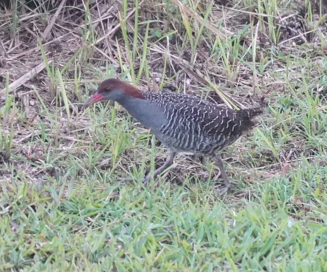 Slaty-breasted Rail - ML636820145