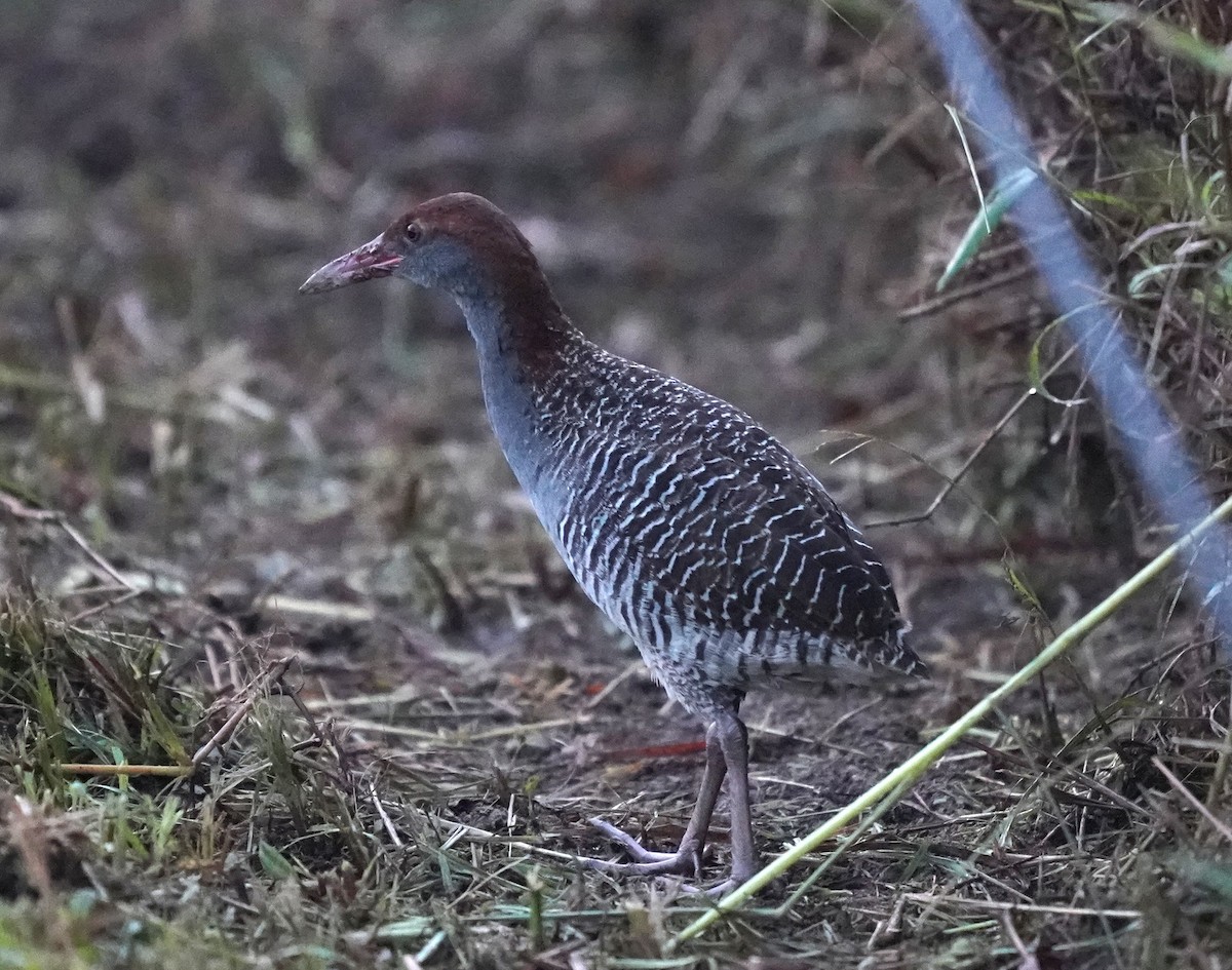 Slaty-breasted Rail - ML636820147