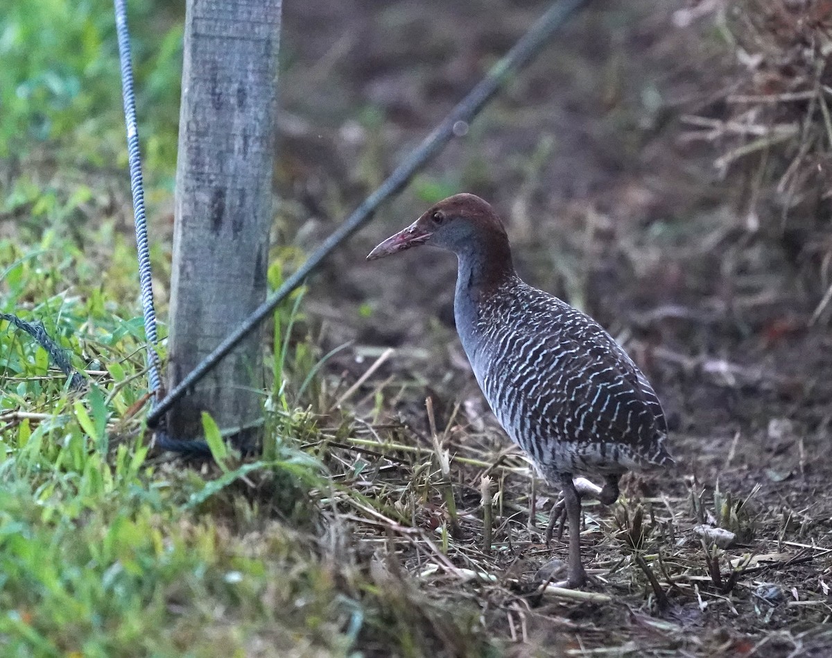 Slaty-breasted Rail - ML636820148