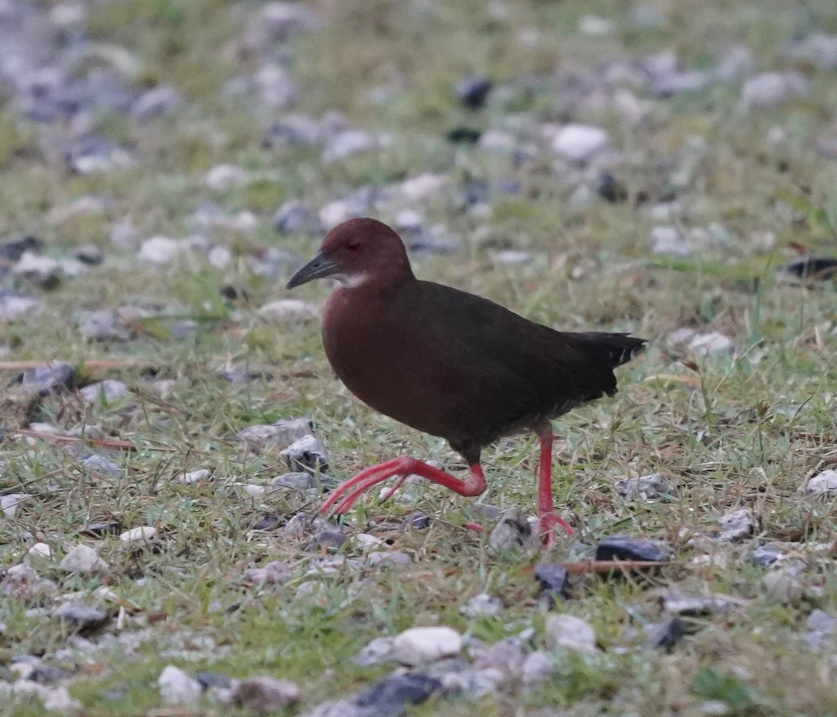 Ruddy-breasted Crake - ML636820164