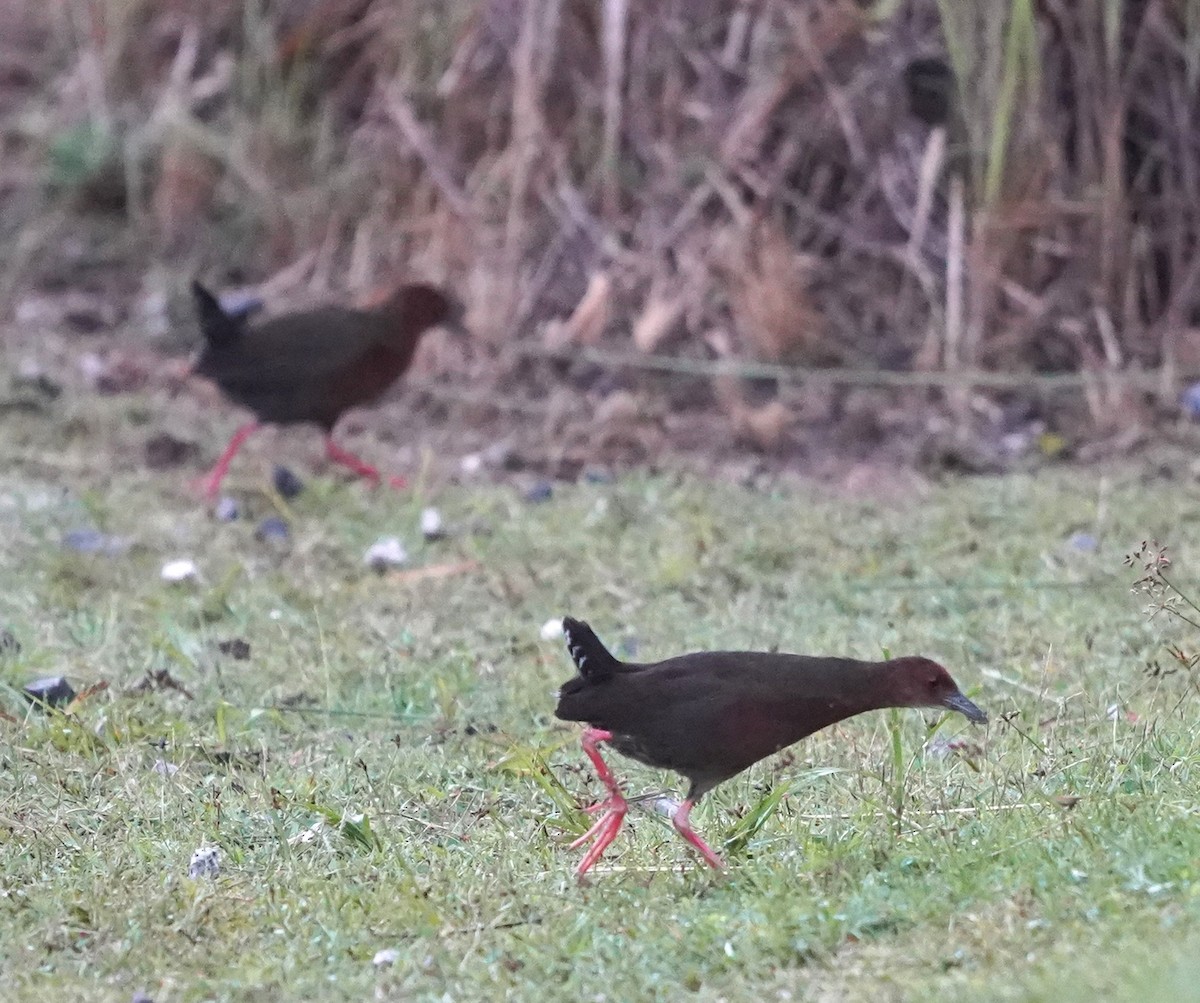 Ruddy-breasted Crake - ML636820165