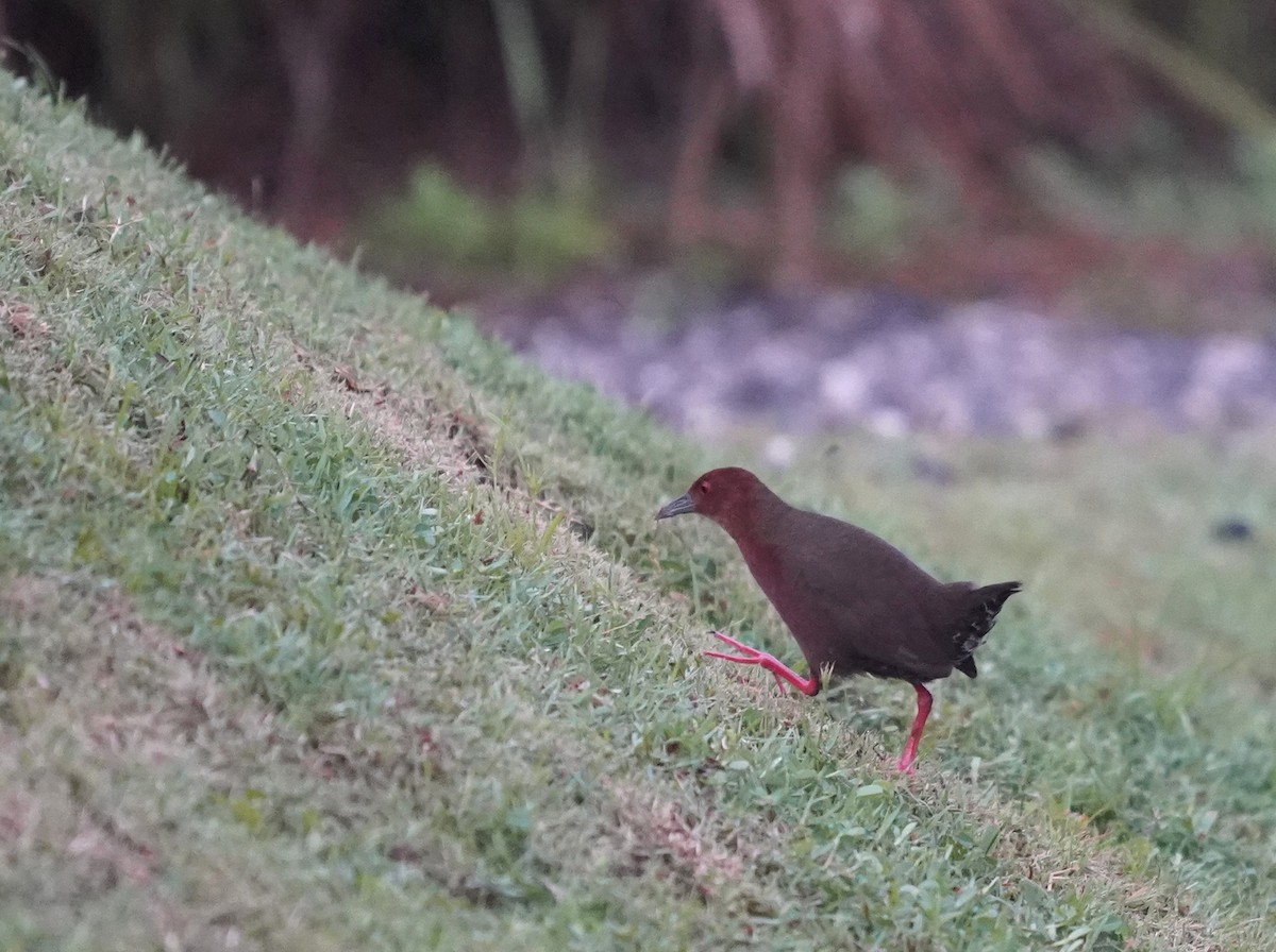 Ruddy-breasted Crake - ML636820168
