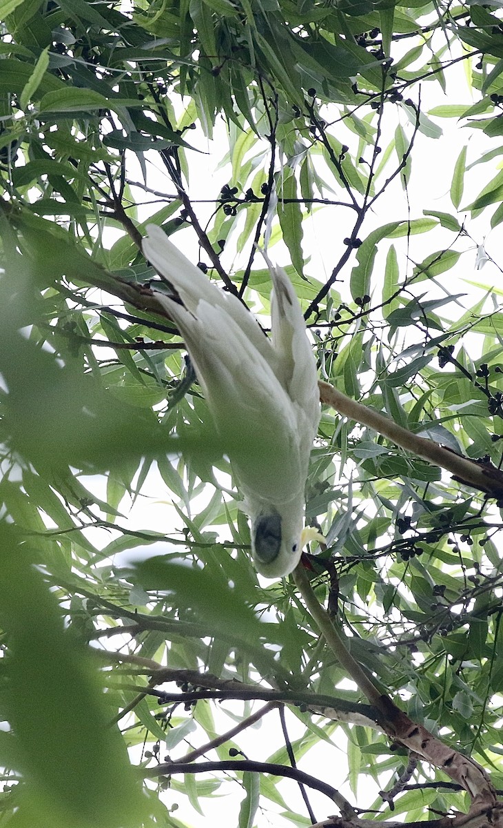 Yellow-crested Cockatoo - ML636820317