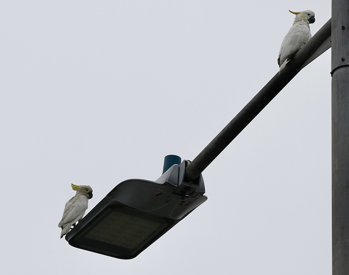 Yellow-crested Cockatoo - ML636820318