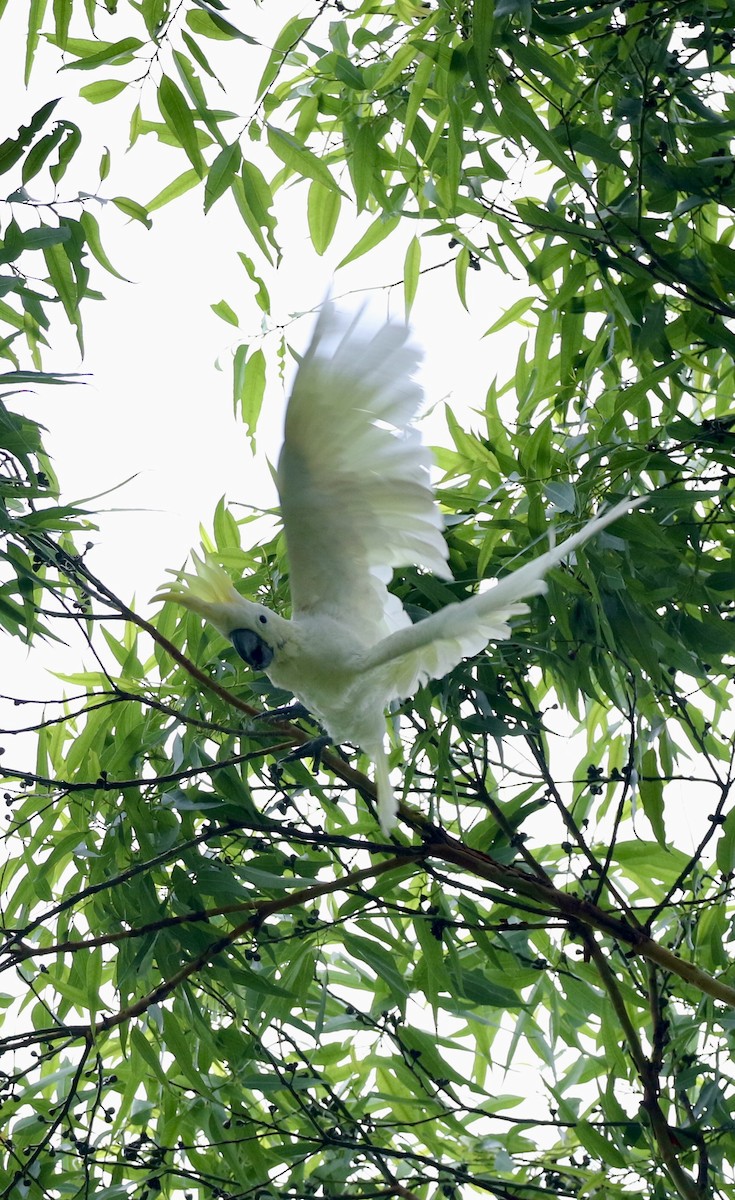Yellow-crested Cockatoo - ML636820319
