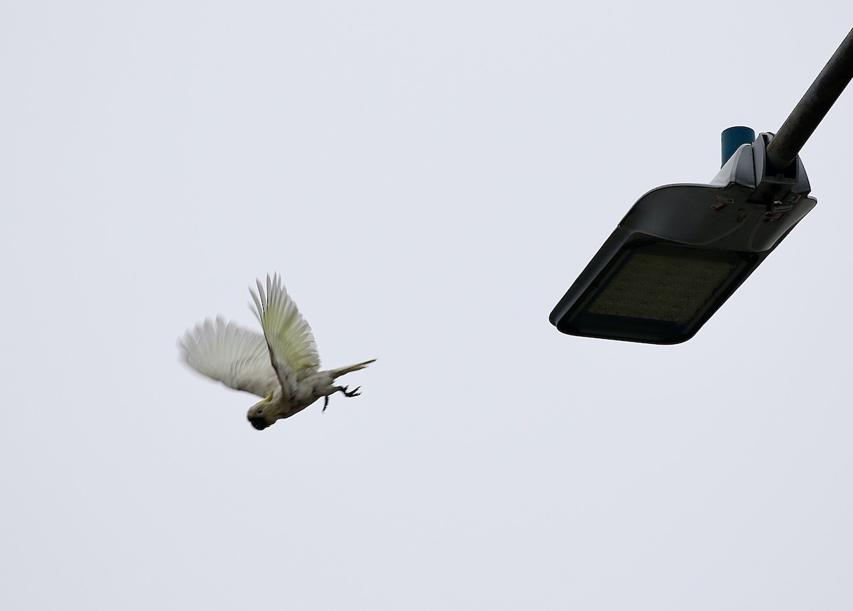 Yellow-crested Cockatoo - ML636820320