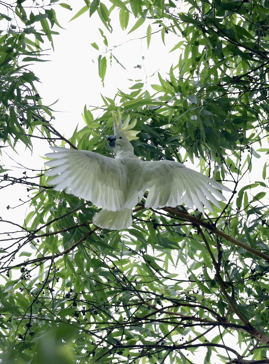 Yellow-crested Cockatoo - ML636820321