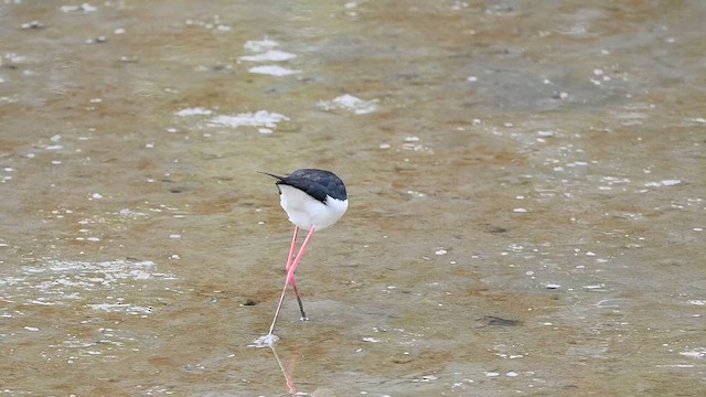 高蹺鴴 - ML636820375