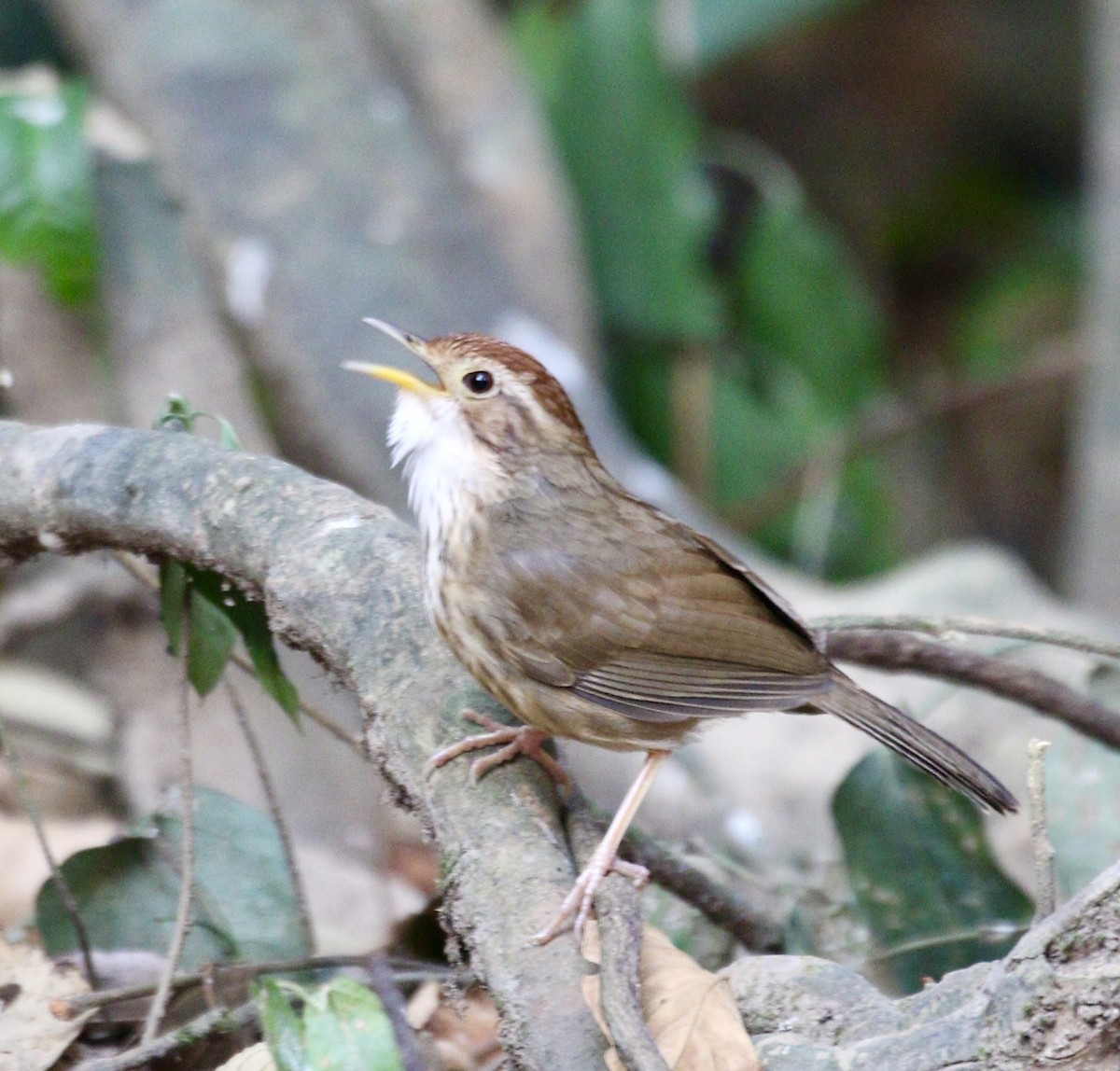 Puff-throated Babbler - ML636820467