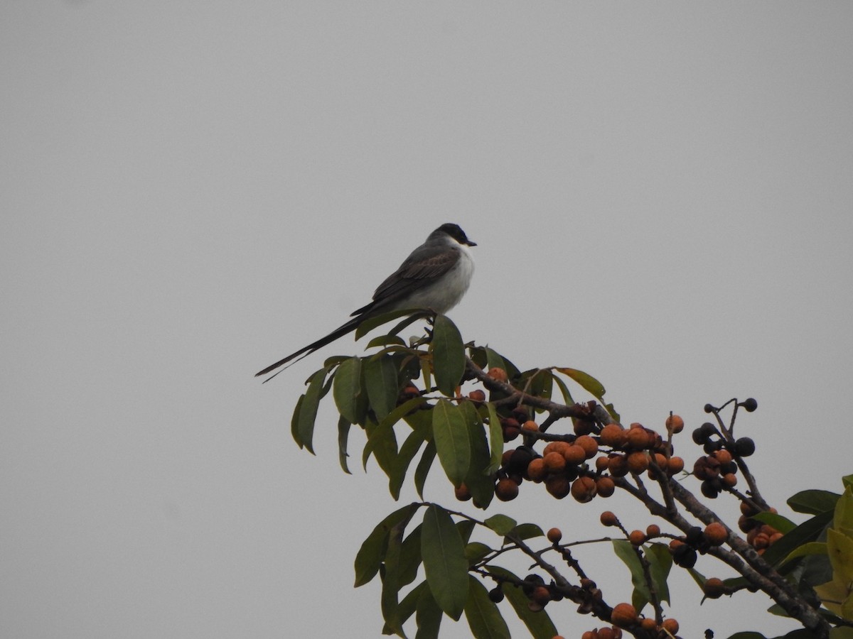 Fork-tailed Flycatcher - ML636820495