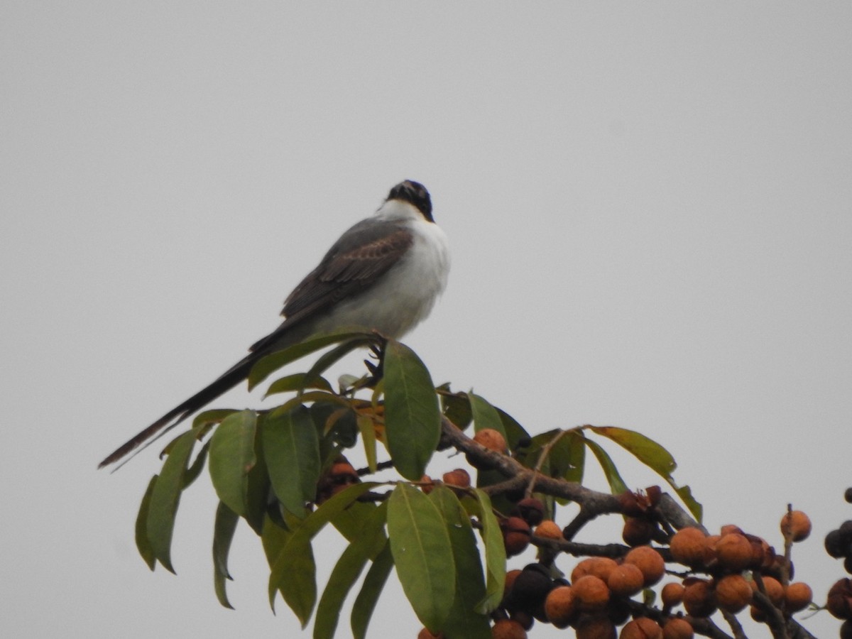 Fork-tailed Flycatcher - ML636820496