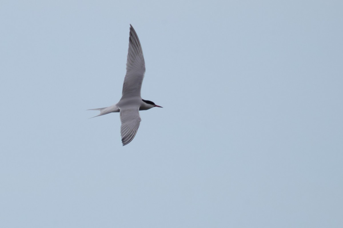 Common Tern - ML636820528