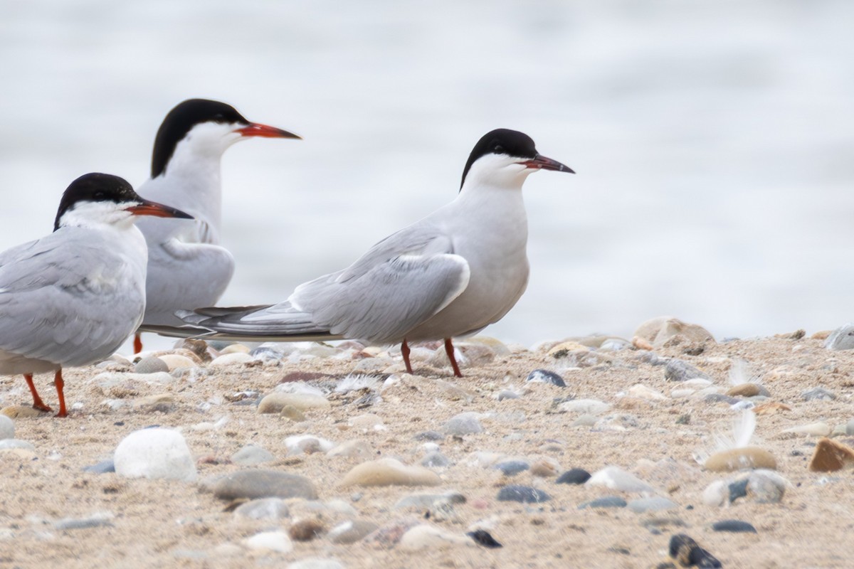 Common Tern - ML636820529