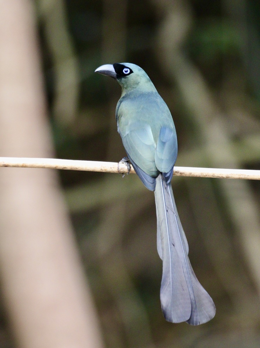 Racket-tailed Treepie - ML636820532