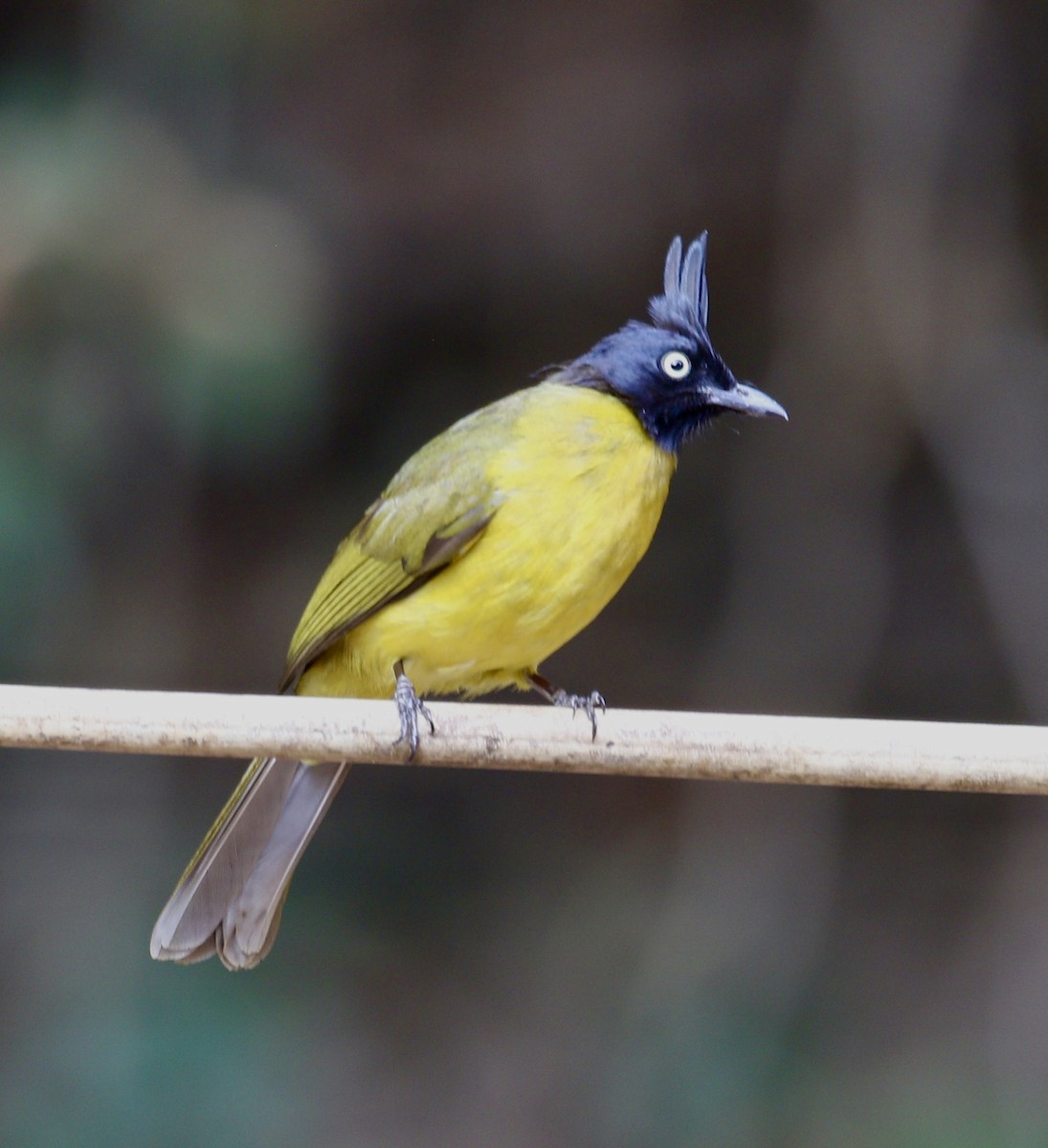 Black-crested Bulbul - ML636820612