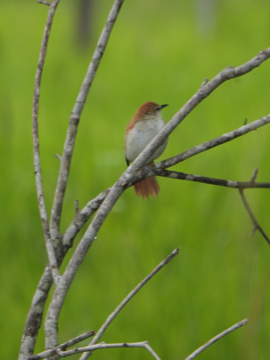 Yellow-chinned Spinetail - ML636820620