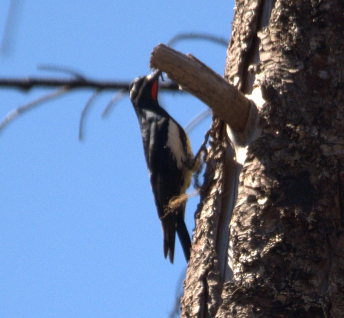 Williamson's Sapsucker - ML636820648