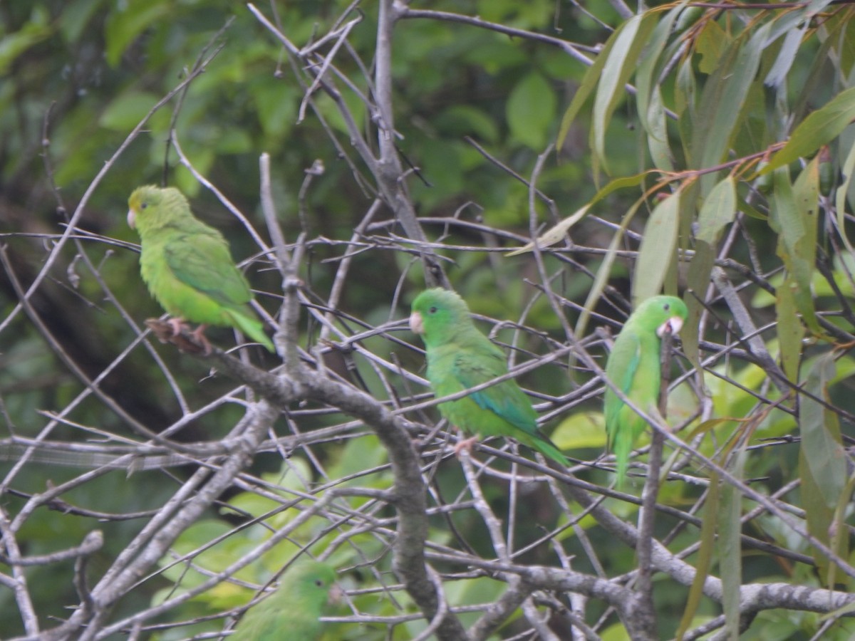 Green-rumped Parrotlet - ML636820652