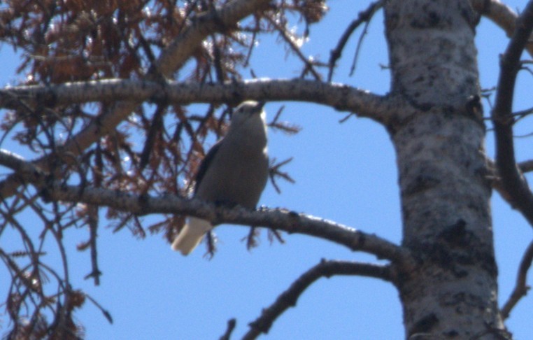 Clark's Nutcracker - ML636820657