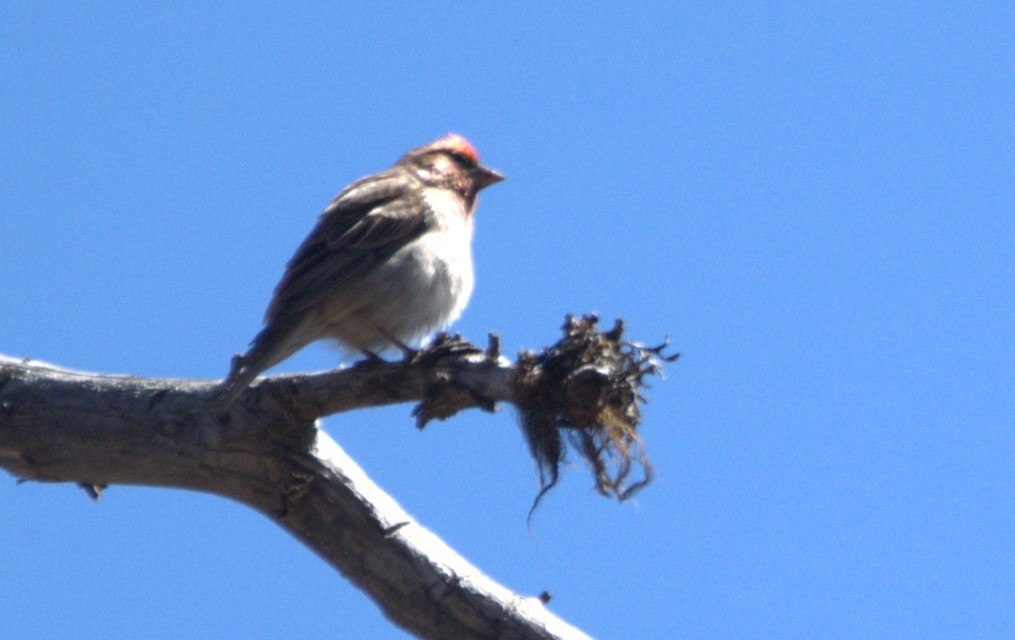 Cassin's Finch - ML636820671