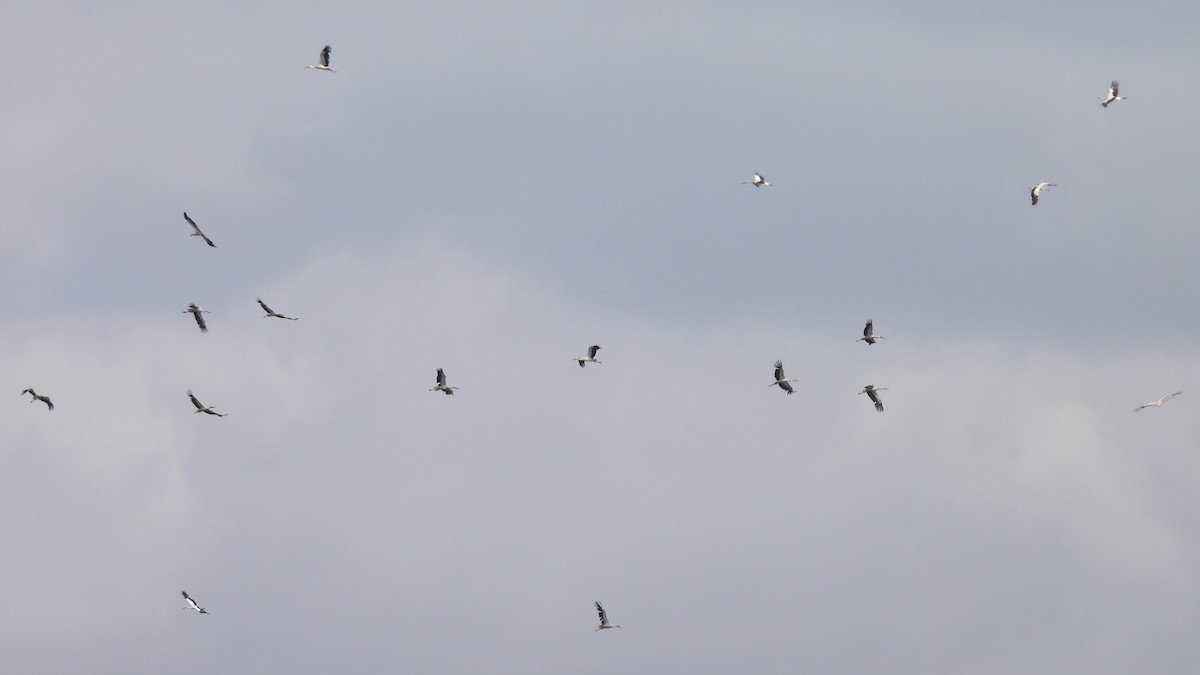 White Stork - ML636820677