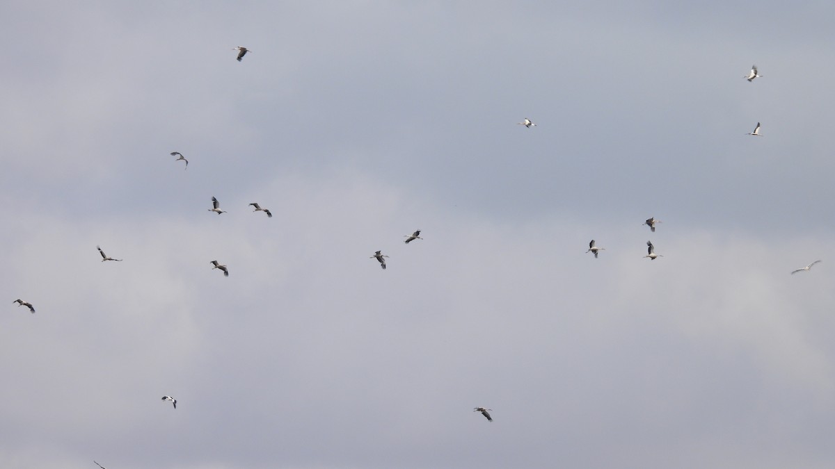 White Stork - ML636820679