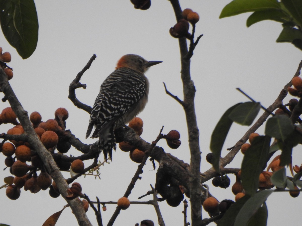 Red-crowned Woodpecker - ML636820680