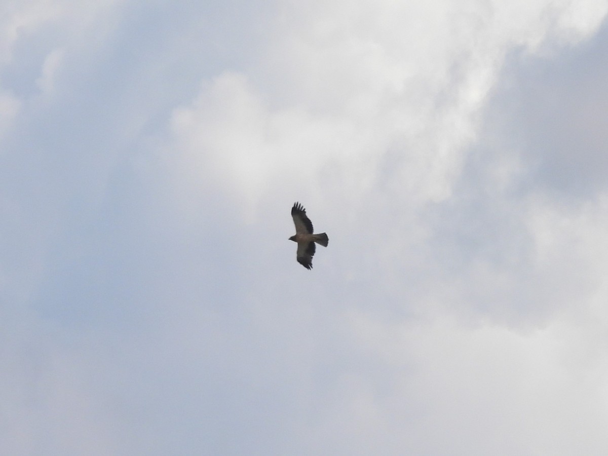 Booted Eagle - ML636820712