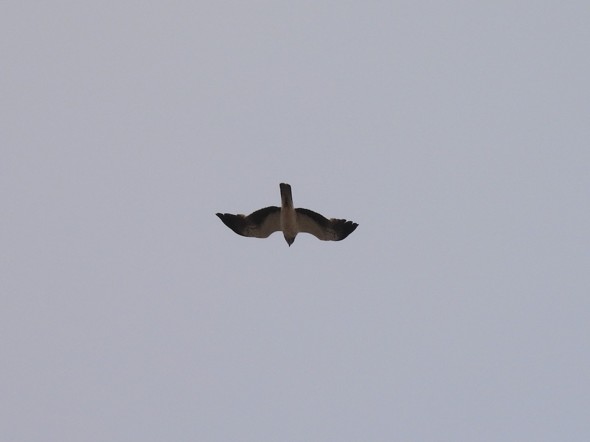 Booted Eagle - ML636820715