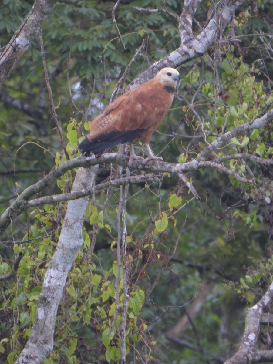 Black-collared Hawk - ML636820721
