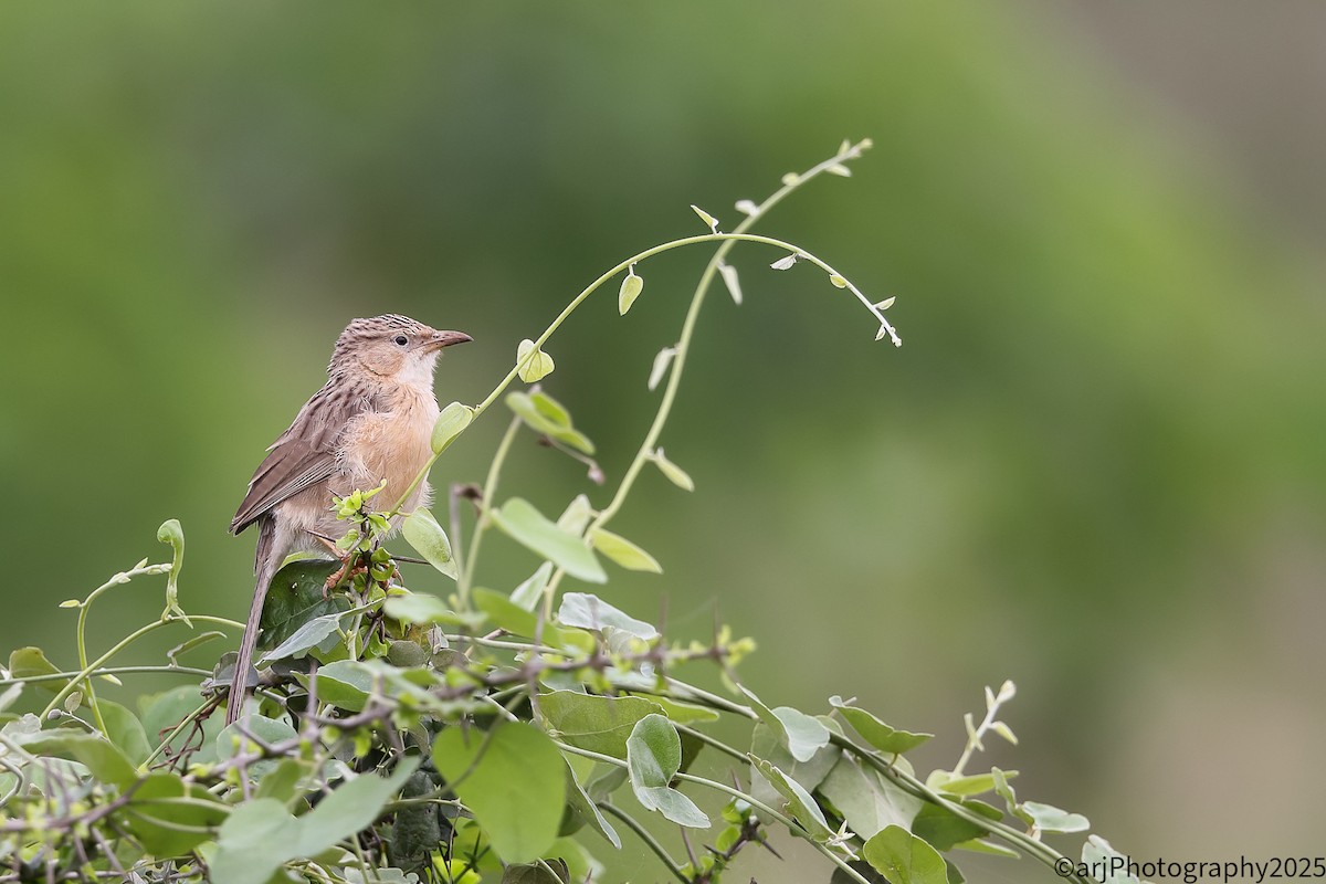 Common Babbler - ML636820750