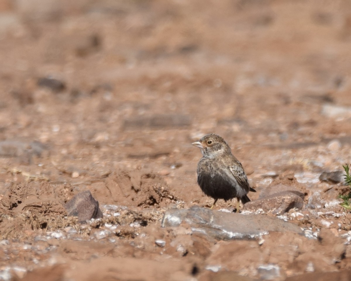 Terrera Dorsigrís - ML636820752