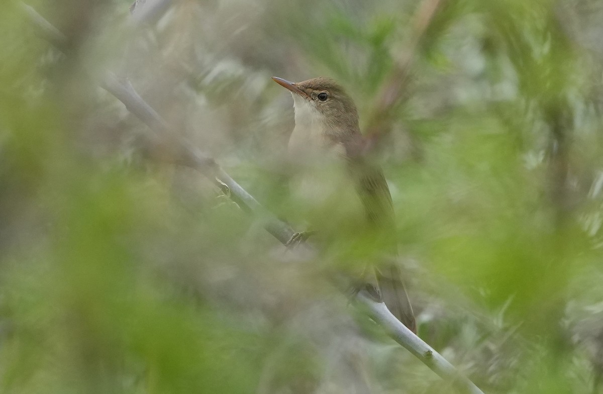 Large-billed Reed Warbler - ML636820753