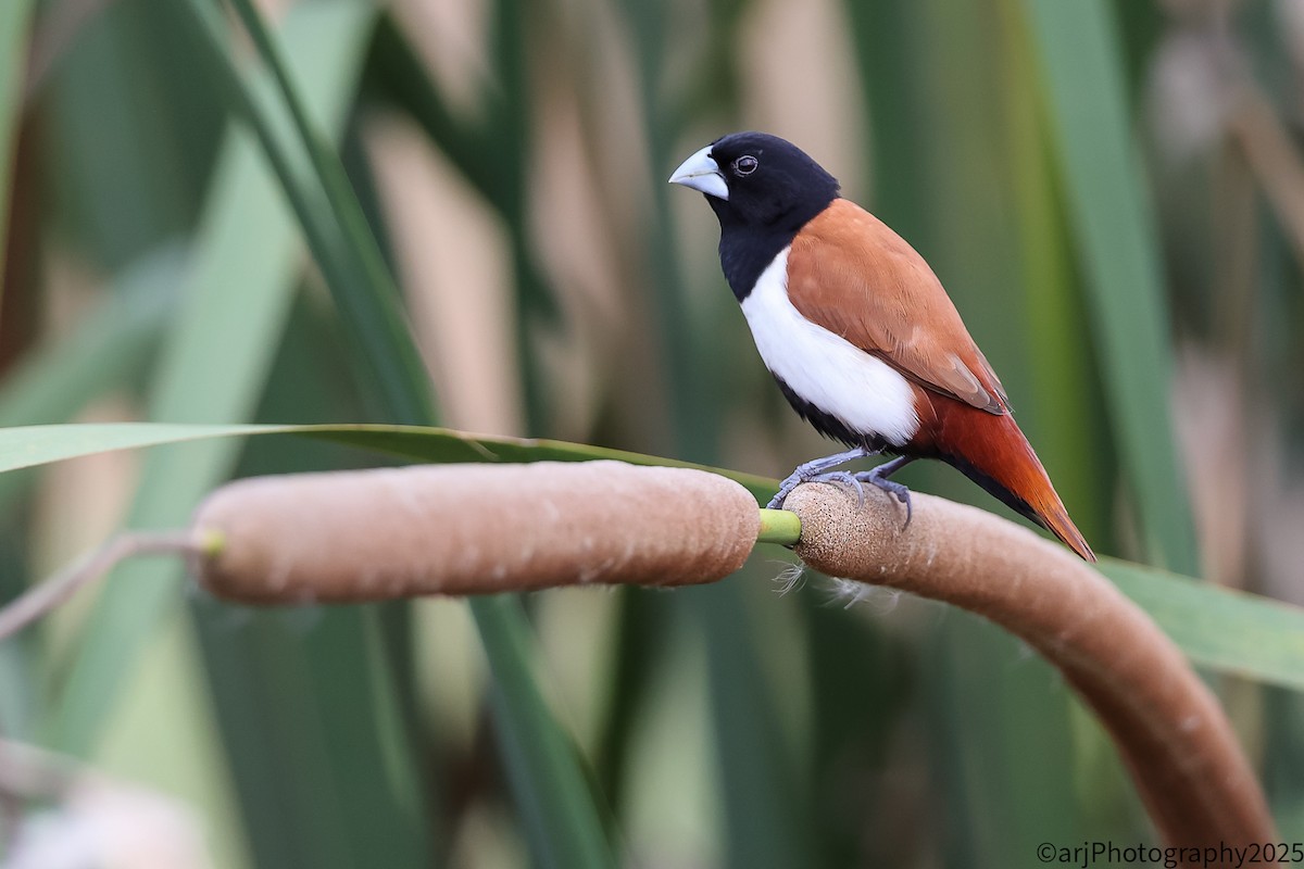 Tricolored Munia - ML636820772