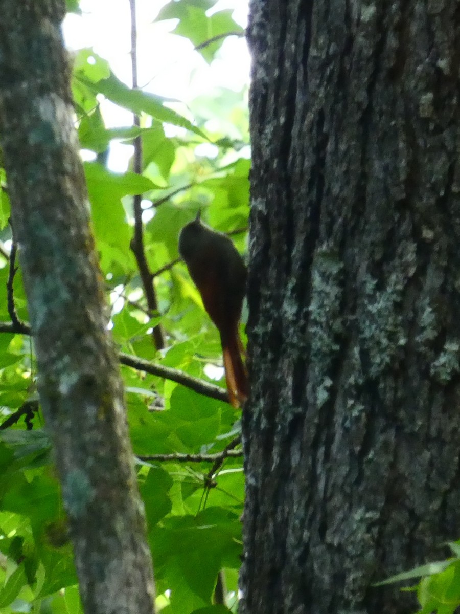 Olivaceous Woodcreeper - ML636820775