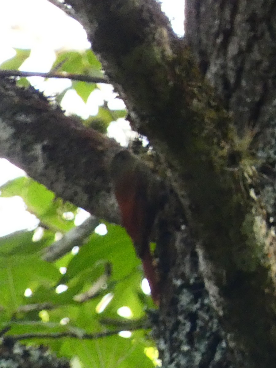 Olivaceous Woodcreeper - ML636820776