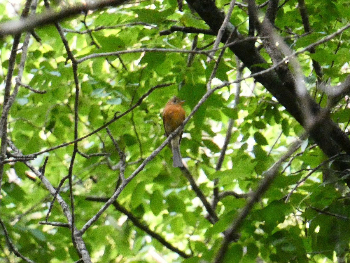 Tufted Flycatcher - ML636820792