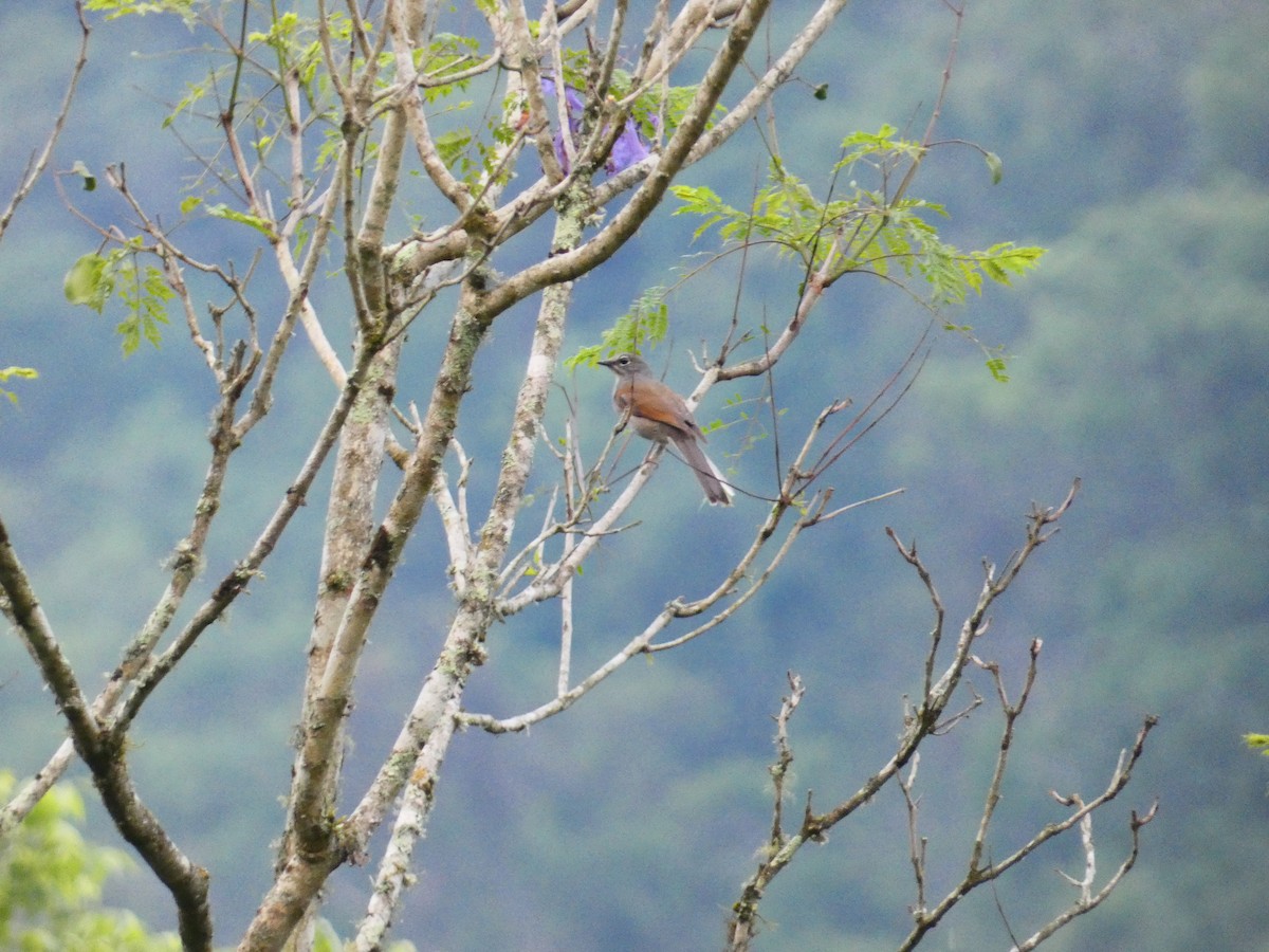 Brown-backed Solitaire - ML636820803