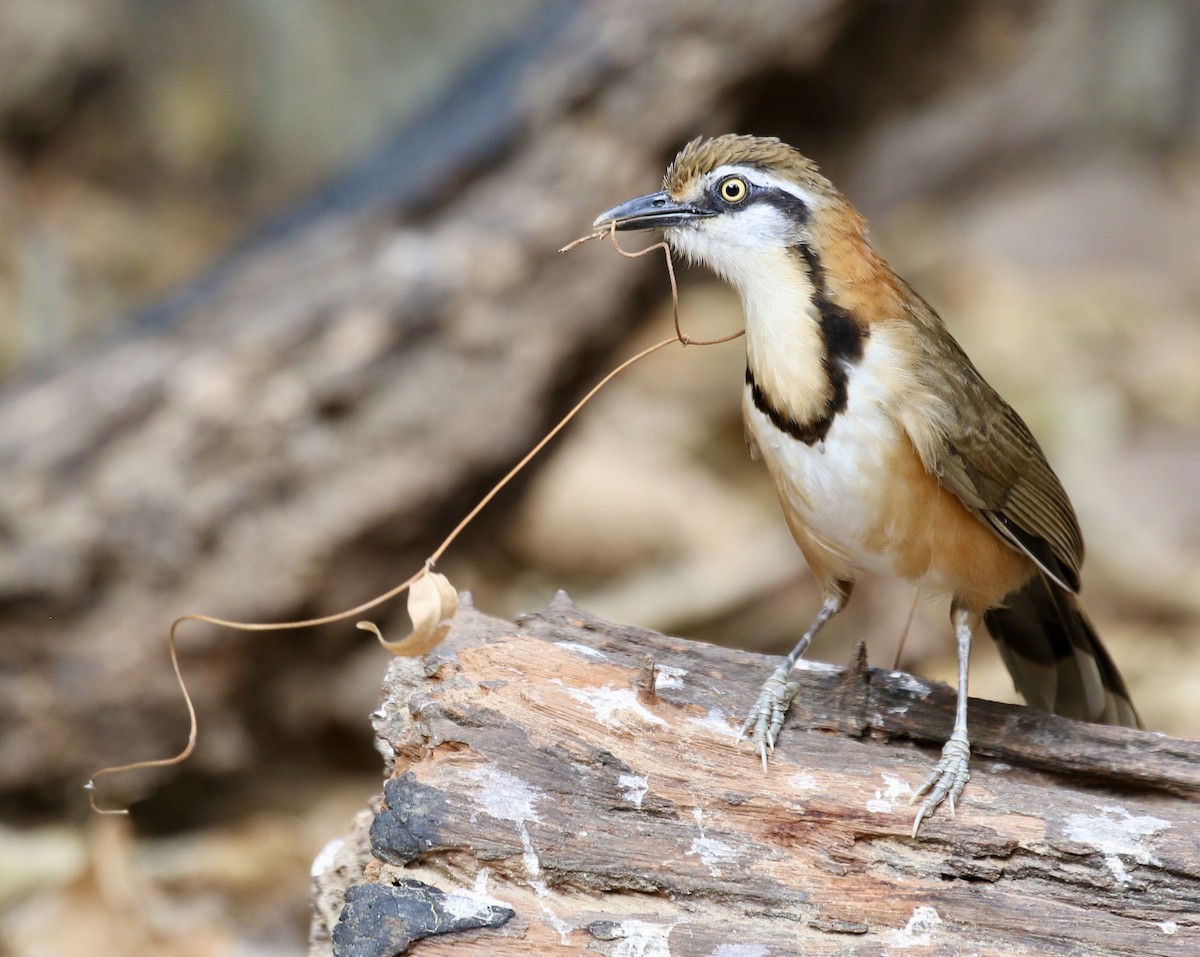Lesser Necklaced Laughingthrush - ML636820806