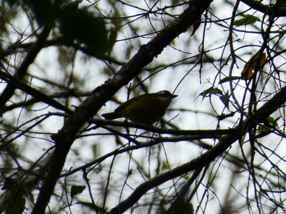 Common Chlorospingus - ML636820818